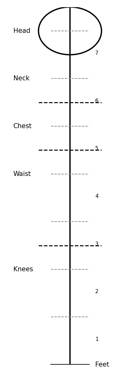 Body proportions chart showing the seven‑head rule for manga characters